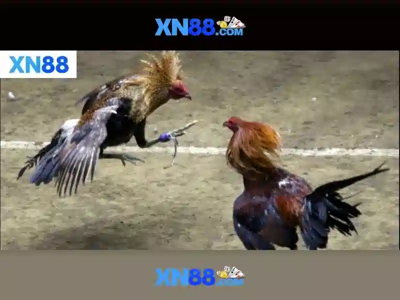 💎tỷ lệ cả cược ngoại hạng anh💎