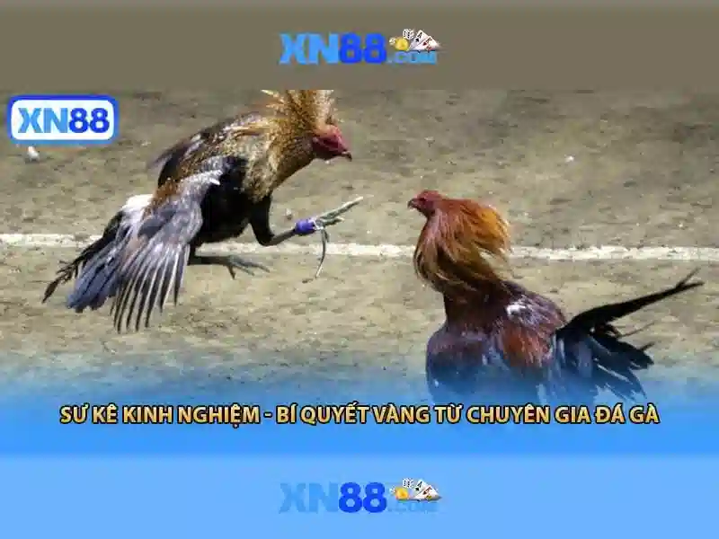 💎nha cai hb88💎 - hb88 vn net 58 - hb88 hà nội