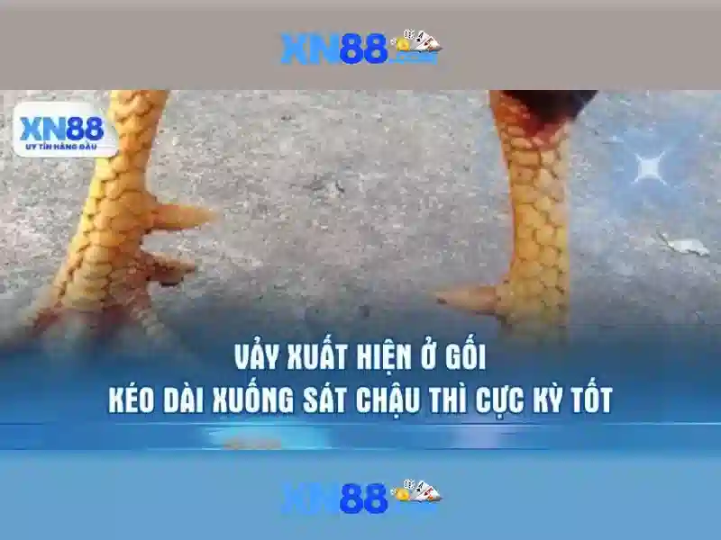 💎tỷ lệ cá cược việt nam thái lan hôm nay💎