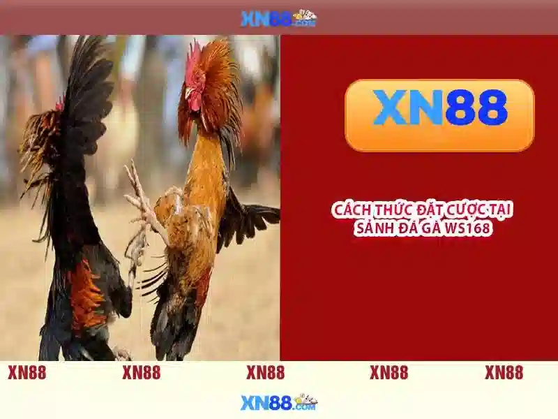 💎ca cuoc keo the thao chau a💎