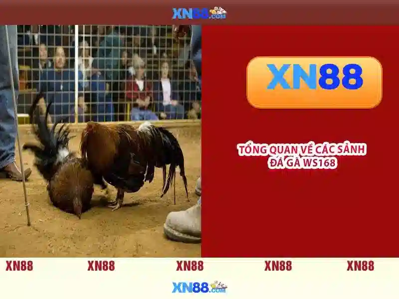  cá cược trực tuyến - XN88