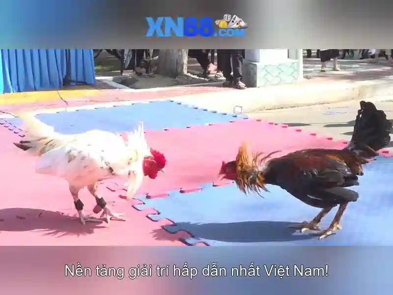 💎ceo hb88 entertainment💎