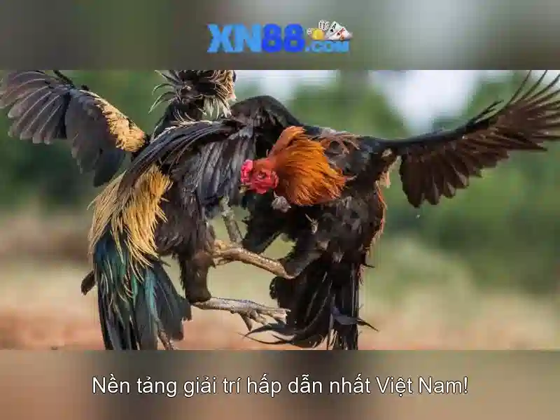  trải nghiệm người dùng - XN88